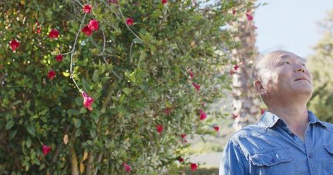 Senior asian man standing in sunlit garden beside red blossoms wearing denim shirt gazing up