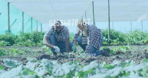 Farmers planting seedlings under shade netting, kneeling in vegetable beds, sustainable farming