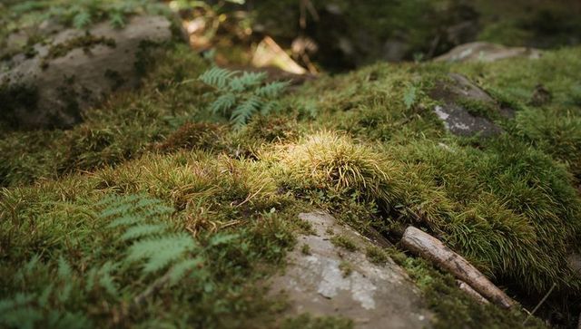 Sunlit moss tuft on lichen-covered rocks in shaded woodland close-up with fern and twig