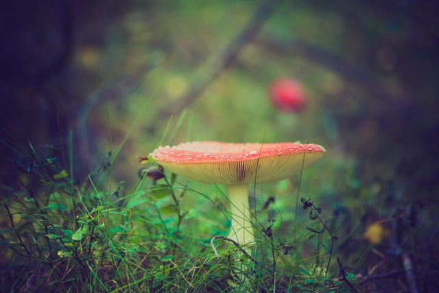 Vivid Red Fly Agaric Mushroom in Lush Forest Underbrush - Download Free Stock Photos Pikwizard.com