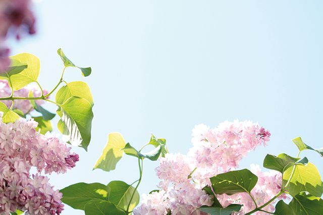 Bright Clear Sky with Blooming Pink Lilacs and Green Leaves - Download Free Stock Photos Pikwizard.com