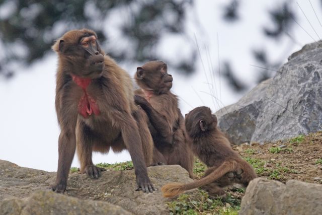 Family of Gelada monkeys sitting on rocky terrain with a backdrop of trees, showcasing social bonds and wildlife behavior. Ideal for educational materials about primates, nature documentaries, and wildlife conservation campaigns.