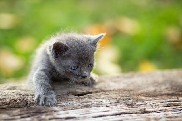 Gray kitten climbing on a wooden log in an outdoor setting, perfect for illustrating themes of curiosity, playfulness, and nature. Suitable for pet-related content, autumn settings, and animal welfare promotions.
