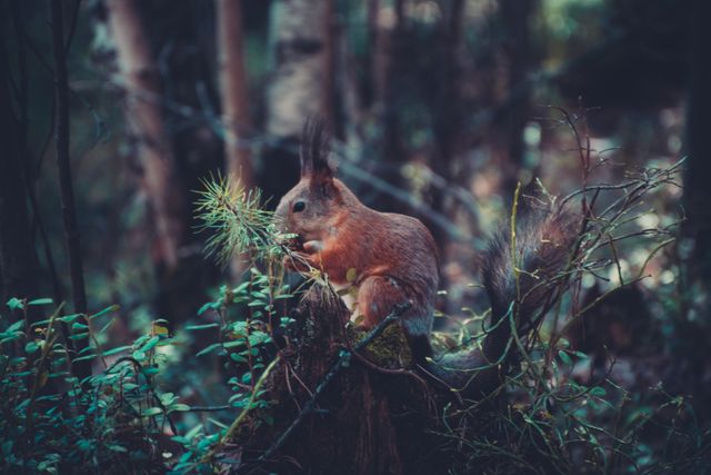 Squirrel eating while perched on tree stump in dense forest, conveying a sense of natural habitat. Ideal for nature-themed projects, wildlife conservation awareness, educational materials, or autumn-themed designs. Captures essence of woodland creatures in their environment, evoking a serene, natural atmosphere.