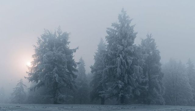 Frost-covered conifer forest at low winter sun with misty fog and soft blue tones