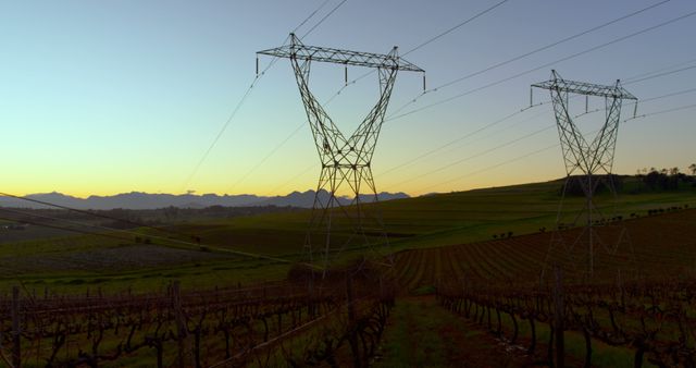 Vineyard Landscape with Power Lines at Sunrise - Download Free Stock Images Pikwizard.com