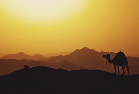 Funny camel silhouette at sunset across mountain range