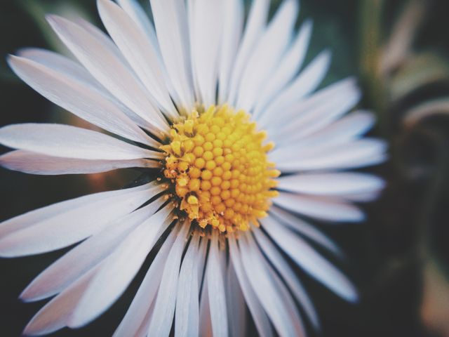 Close-Up of a Blooming White Daisy with Yellow Center - Download Free Stock Photos Pikwizard.com