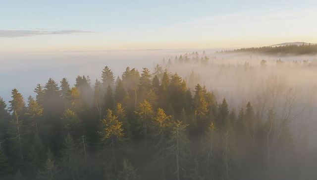 Sunrise lighting misty conifer crowns on ridge, aerial dawn forest landscape