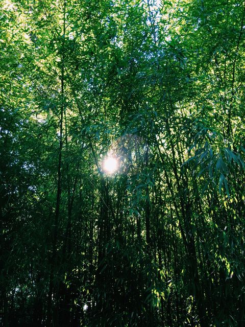 Sunlight penetrating a dense bamboo grove, creating a serene and peaceful environment. Great for nature-themed projects, environmental campaigns, relaxation content, and illustrating concepts of growth and tranquility.