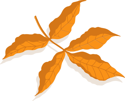 Stylized orange autumn leaf transparent background art
