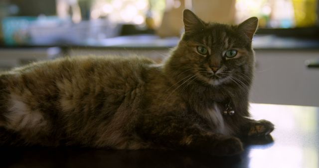 This image features a fluffy cat with green eyes lounging on a kitchen counter in the soft morning light. It conveys a sense of calmness and coziness, making it perfect for content related to home life, pets, and comfort. It could be used in pet care articles, interior design features, blog posts about cozy home atmospheres, or promotional material for cat-related products.