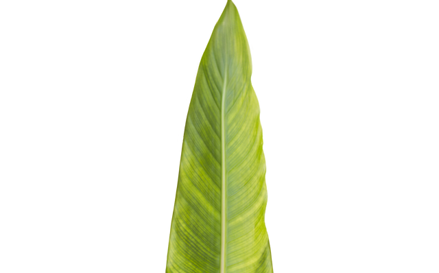 Close-Up of Patterned Green Leaf with Transparent Background - Download Free Stock Videos Pikwizard.com