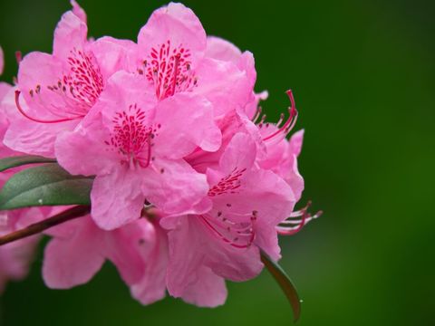 Pink Rhododendron Cluster Blooming with Delicate Petals and Stamen Detail