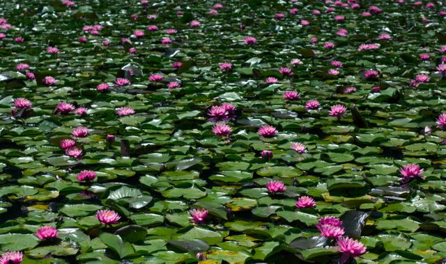 Blooming pink water lilies cover a lush green pond, creating a tranquil and serene natural scene. Ideal for use in nature-themed projects, travel blogs, environmental campaigns, or as a peaceful backdrop. Perfect for promoting relaxation, botanical gardens, and the beauty of natural aquatic life.