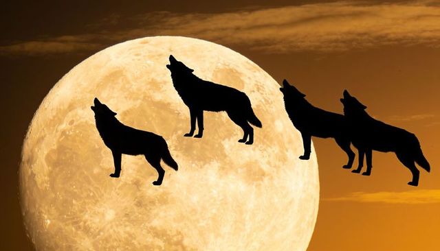 Four howling wolf silhouettes stretching across full moon at dusk dramatic lunar nightscape