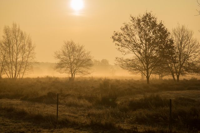 Misty Sunset over Serene Meadow with Bare Trees and Soft Light - Download Free Stock Photos Pikwizard.com