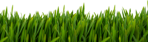 Vivid green grass over transparent background for versatile design