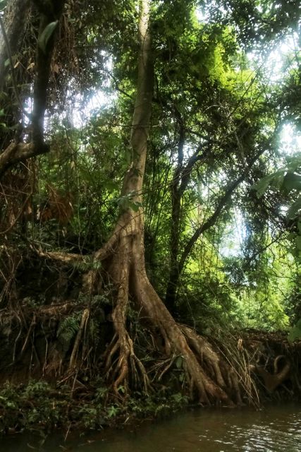Large Tree with Exposed Roots in Dense Forest - Download Free Stock Photos Pikwizard.com