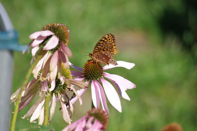 Butterfly perched on pink echinacea flower in green field - Download Free Stock Photos Pikwizard.com