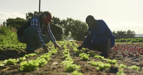 Senior and Young Gardening Vegetable Farm Together