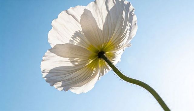 Backlit white poppy blooming against clear blue sky macro showing delicate petals with yellow center