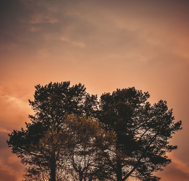 Capturing the tranquil beauty of pine trees silhouetted against a colorful sunset sky, this image emphasizes the grandeur of nature and its serene moments. Ideal for use in nature-themed projects, landscape photography collections, backgrounds for presentations, and inspirational posters.
