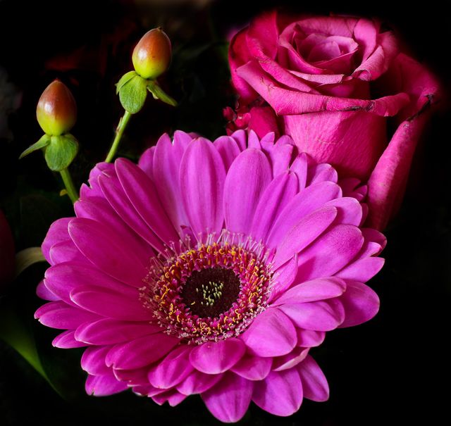 Vibrant pink flowers in full bloom with buds - Download Free Stock Photos Pikwizard.com
