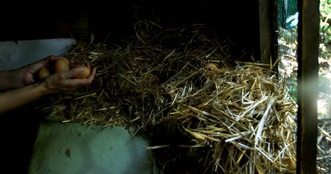 Hands Holding Fresh Eggs in Cozy Chicken Coop - Download Free Stock Images Pikwizard.com
