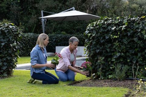 Two women planting pink flowers in backyard garden kneeling by hedge and pool