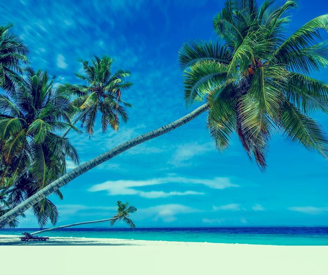 Tropical Beach with Leaning Palm Trees on Pristine Island - Download Free Stock Photos Pikwizard.com