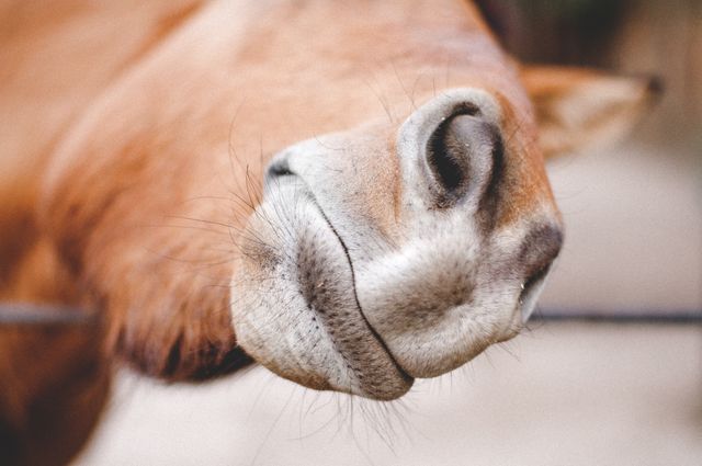 Close-up of a horse's nostril and mouth area focuses on texture and detail for a warm, natural effect. Ideal for agricultural publications, farm-related advertisements, educational materials on animal anatomy, or equine health resources.