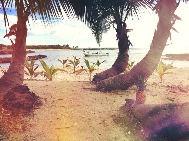 Serene tropical beach scene with lush palm trees and a small boat in the gently rippling ocean water. Perfect for travel promotions, holiday brochures, and websites focused on vacation destinations and coastal scenery.