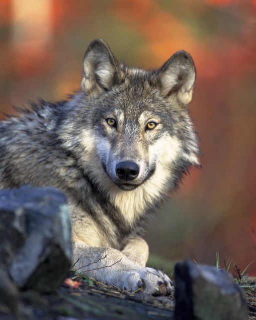 Gray wolf lying in forest during autumn with vibrant foliage in background. Perfect for articles on wildlife, nature, predators, and conservation. Suitable for educational materials, animal magazines, and environmental campaigns.
