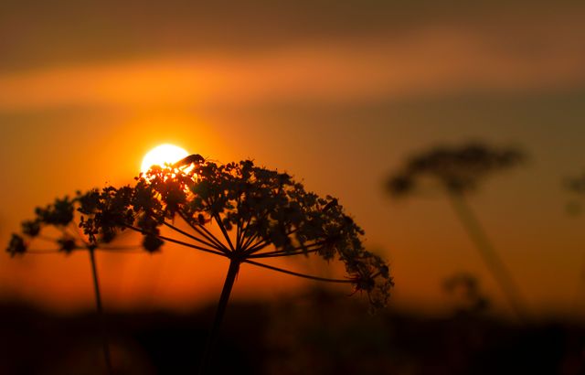 Silhouette of Flower during Sunset - Download Free Stock Photos Pikwizard.com