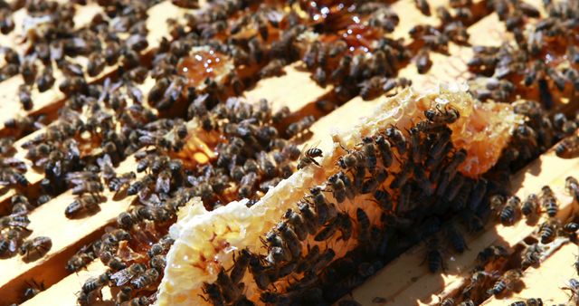 Close-up of Honey Bees Pollinating Honeycomb in Beehive - Download Free Stock Images Pikwizard.com