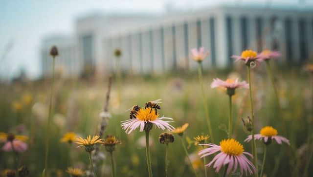 Two bees pollinating pink coneflower in wildflower meadow with soft campus background