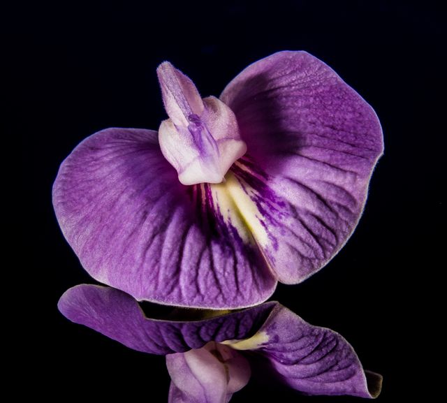 Close-up of purple orchid with reflection on dark background - Download Free Stock Photos Pikwizard.com