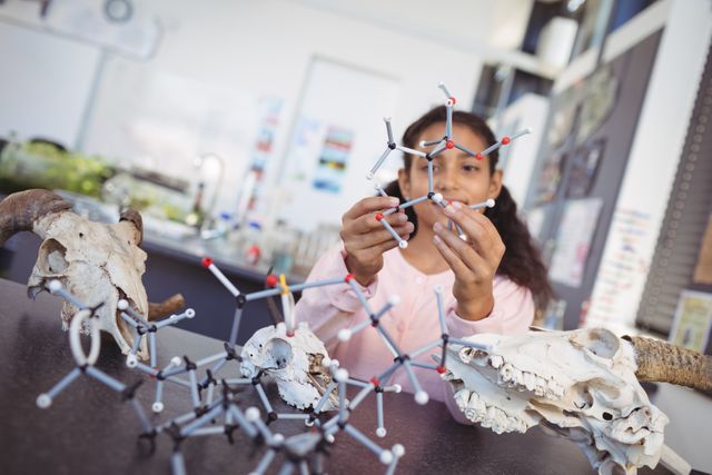 Elementary student examining molecule model by animal skull on desk at science laboratory