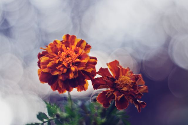 Vibrant Marigold Flowers in Bloom with Dreamy Bokeh Effect - Download Free Stock Photos Pikwizard.com