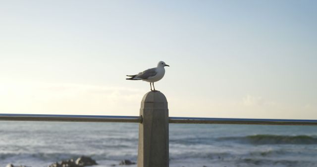 Seagull Perched on Fence by the Ocean - Download Free Stock Images Pikwizard.com