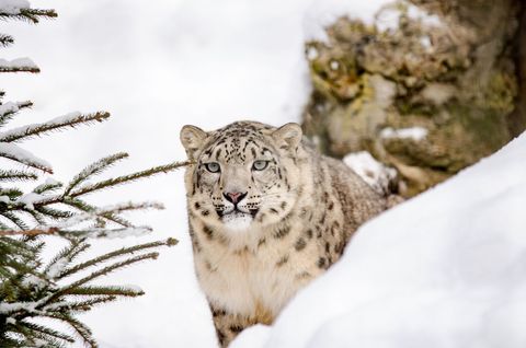 Solitary Snow Leopard Surveying Snowy Landscape