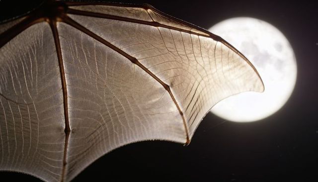Backlighting bat wing against full moon revealing translucent veins and membrane