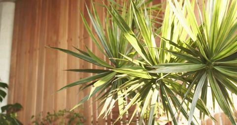 Variegated dracaena soaking sunlight against warm wooden slat wall casting soft shadows