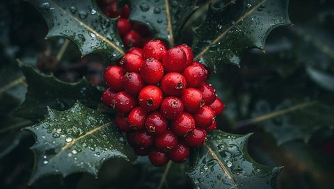 Glistening cluster of red holly berries with rain droplets on glossy spiny leaves for holiday