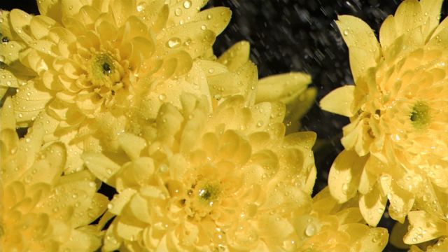 Bright yellow chrysanthemum flowers being gently sprinkled with water droplets stand out against a dramatic black background, emphasizing their vibrant color and freshness. These effective snapshots of nature can be used for eco-friendly campaigns, spring-themed décor, floral advertisements, or inspirational visuals representing growth and renewal.