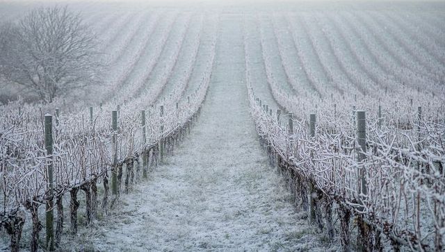 Frosted vineyard rows leading to misty horizon, winter vines and trellis posts