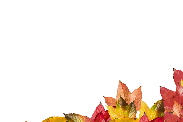 Colorful Autumn Leaves Border on Transparent Background - Download Free Stock Videos Pikwizard.com