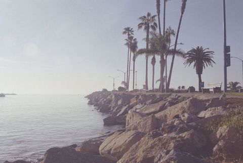 Scenic Oceanfront With Palm Trees On Sunny Day
