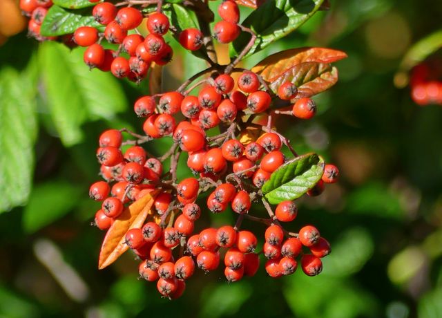 Red berries growing on green leafy bush in sunlit garden. Ideal for nature-themed websites, botanical studies, gardening blogs, and natural product advertisements. Perfect for creating backgrounds or highlighting the richness of natural colors.